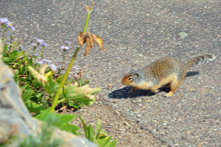 ground squirrel