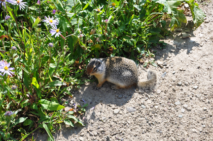 ground squirrel