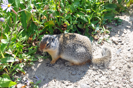 ground squirrel