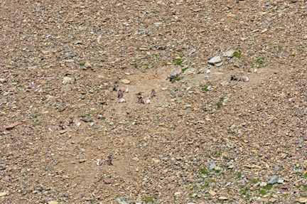 big horn sheep