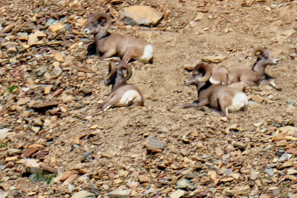 big horn sheep