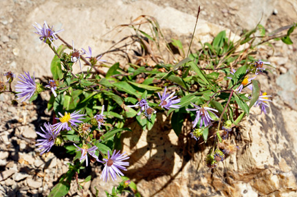 flowers in the rocks