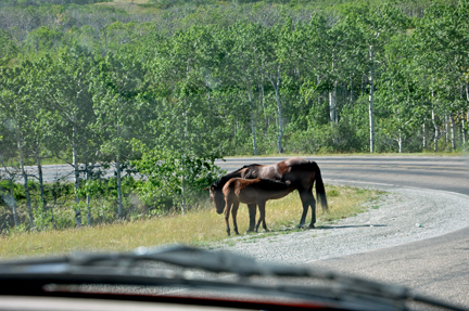 horse and pony