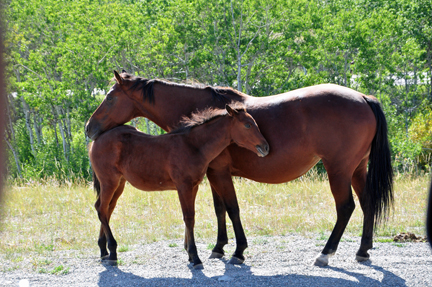 horse and pony