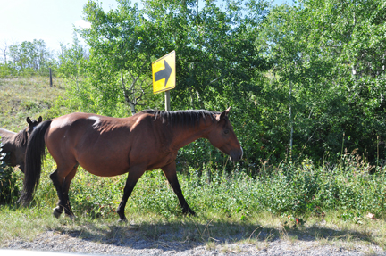 horse and pony