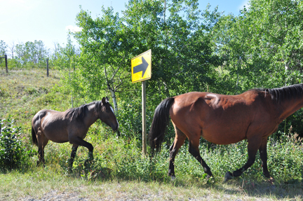 horse and pony