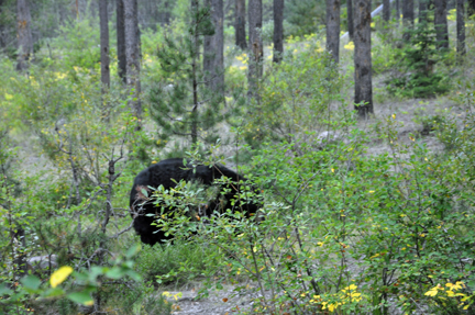  a black bear