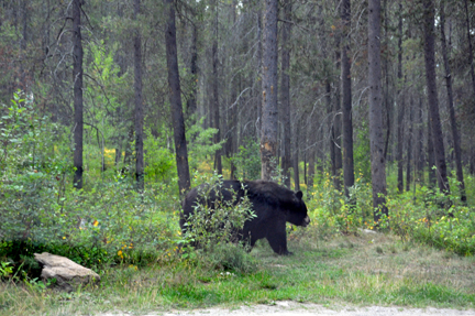  a black bear