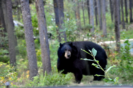  a black bear