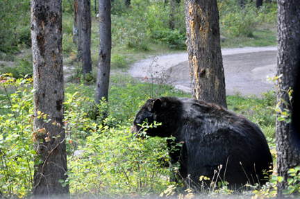  a black bear