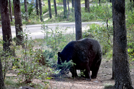  a black bear