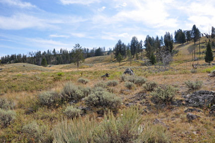 scenery in Yellowstone