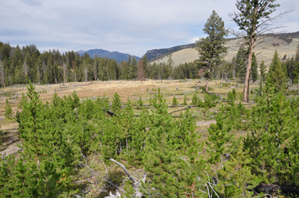 scenery in Yellowstone