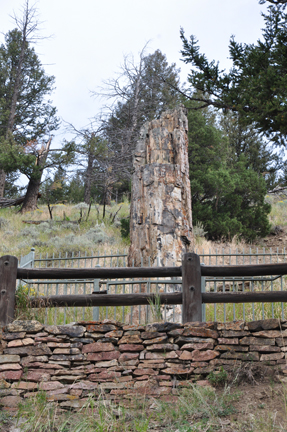 Petrified Tree