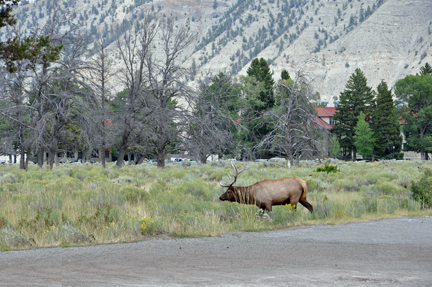 elk