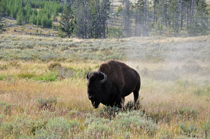 buffalo wanting applause