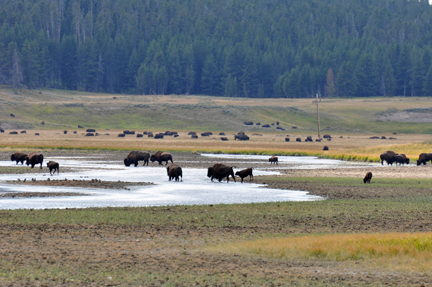 herd of buffalo