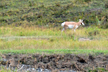 Pronghorn Antelope