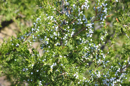 berries on a tree