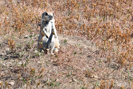 prairie dogs