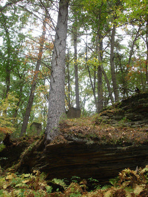 a tree on the trail