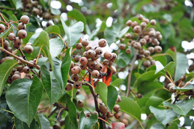 a tree with berries