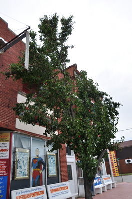 a tree with berries