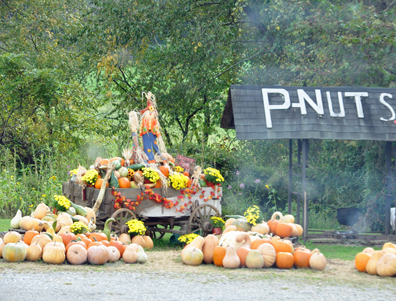 pumpkins along the roadside