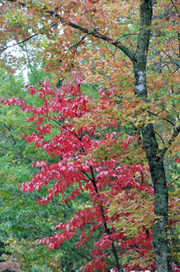 Fall Foliage