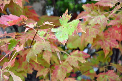 Fall Foliage