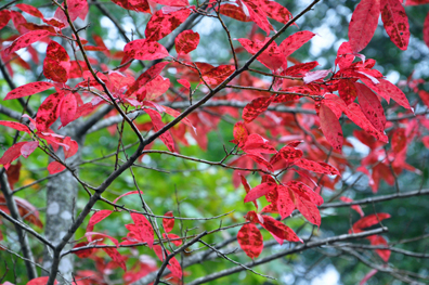 Fall Foliage