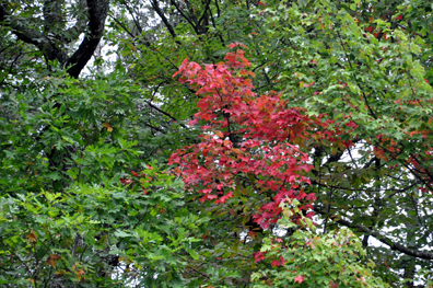 Fall Foliage