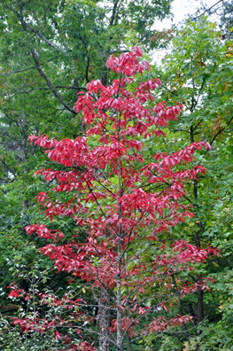 Fall Foliage