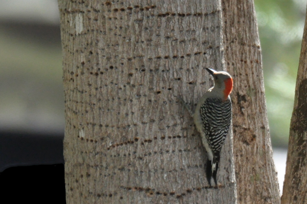 woodpecker on a tree