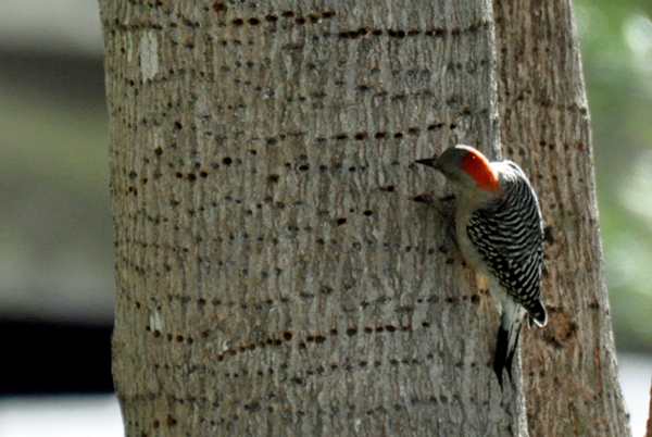 woodpecker on a tree