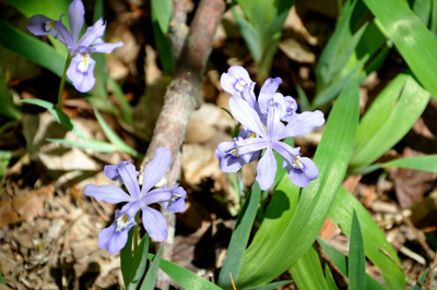 flowers on the trail