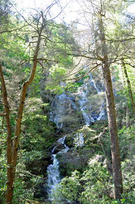 the falls through the trees