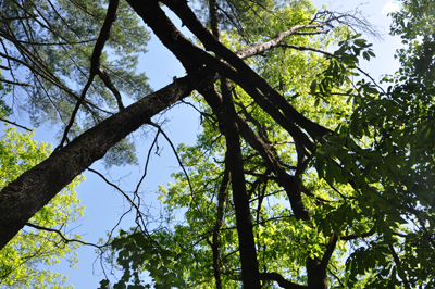 a fallen tree