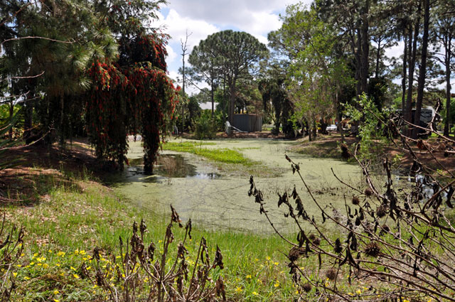 the pond