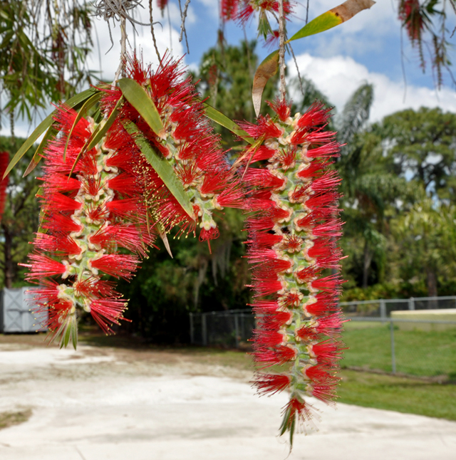 close up of the flowers in the tree