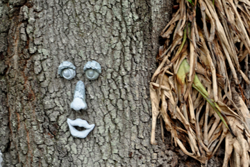 face on a tree