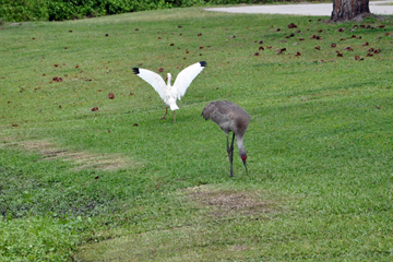 a bird and crane