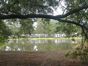 pond, tree, homes