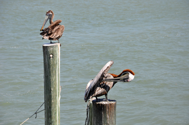 two pelicans