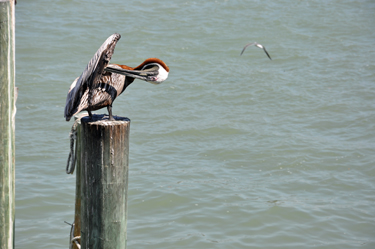 a pelican 