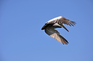 pelican ready to dive