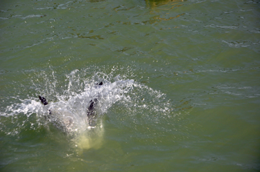 pelican as it dived into the water