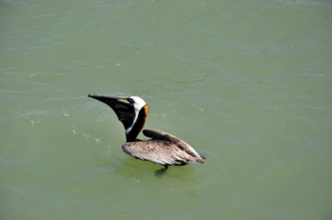 This pelican is enjoying his catch