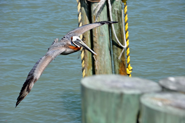 a pelican