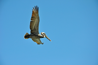 pelican ready to dive